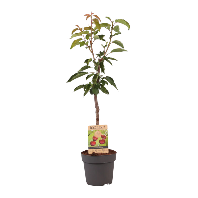Fruitboom 95 cm - Afbeelding 7